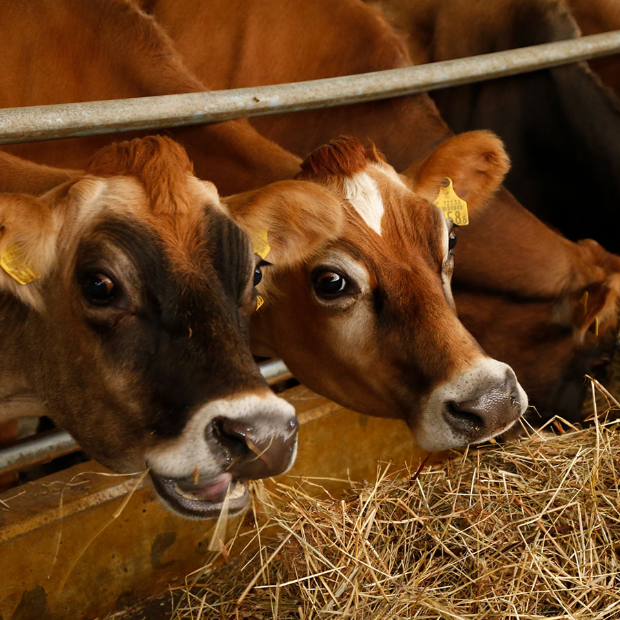 ジャージー牛酪農事業
